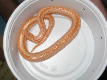 Albino Rosy Boa Male