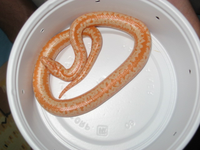 Albino Rosy Boa Male