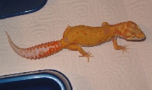 Aptor female