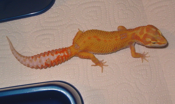 Aptor female