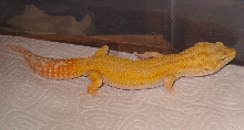 Aptor Male