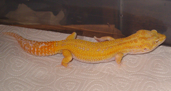 Aptor Male