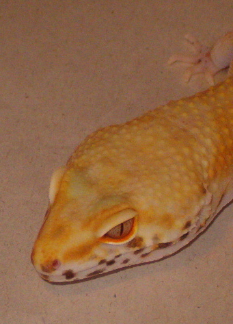 Bell Hybino Closeup
