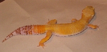 Bell Hybino