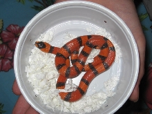 Hypo Honduran Female1