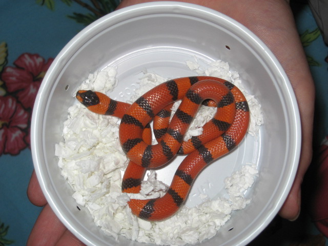 Hypo Honduran Female1