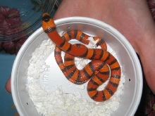 Hypo Honduran Female 2