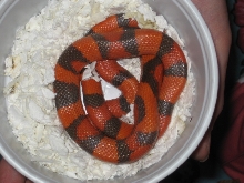 Hypo Honduran Male