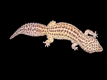 Mandisa