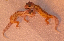 Patternless Babies
