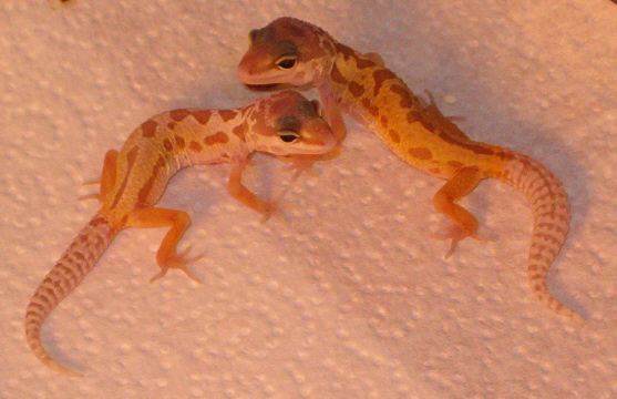 Patternless Babies