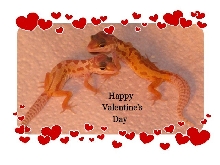 Valentine patternless