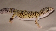 See Spot