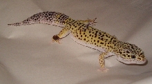Spot