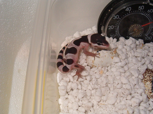 baby Mack Snow 06-06