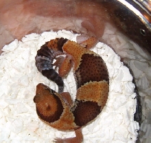 fat tail Male