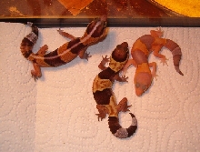 Fat tail females