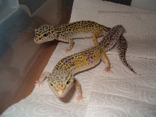 double het bell patternless females