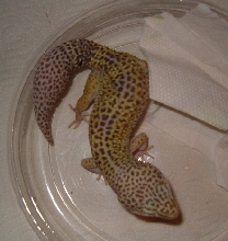 double het bell patternless male
