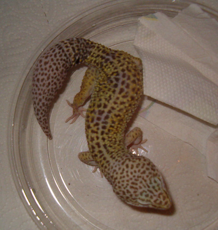 double het bell patternless male