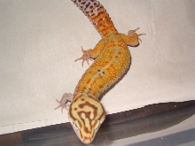 Het Bell Albino