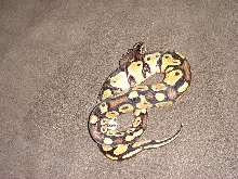 pastel male