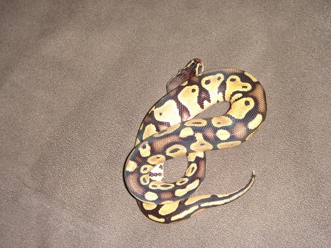 pastel male