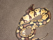 pastel male 1