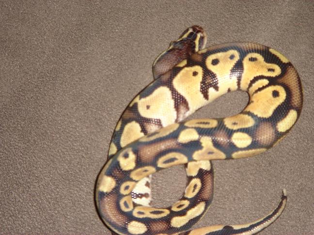 pastel male 1