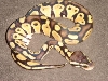 pastel male 2