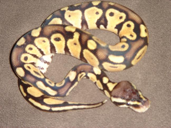 pastel male 2