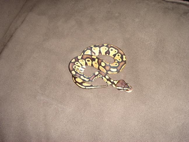 pastel male 3