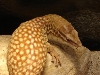 ackie 2