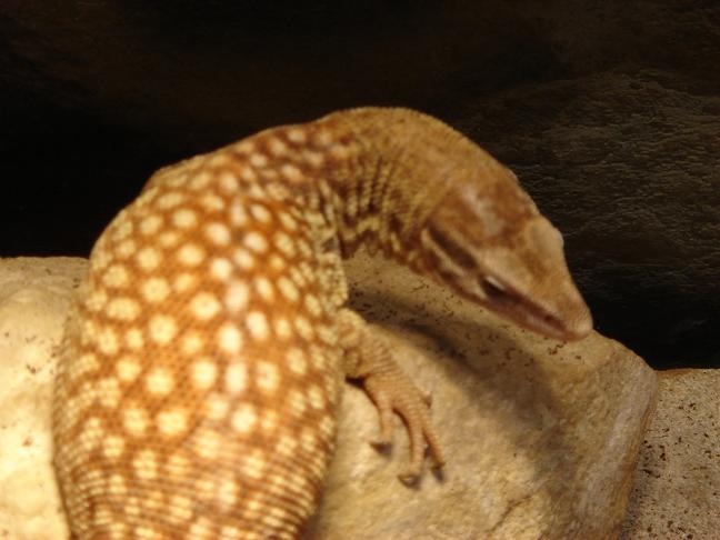 ackie 2