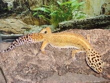Female leo