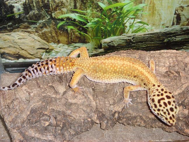 Female leo