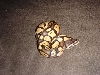 pastel male 4