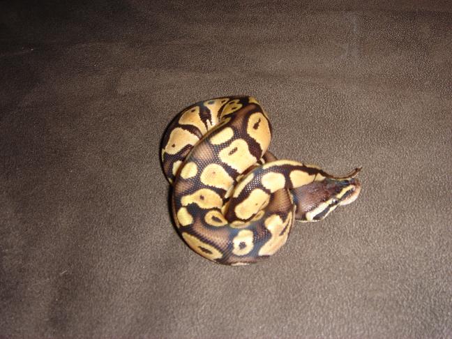 pastel male 4
