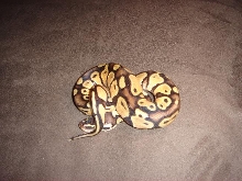 pastel male 5