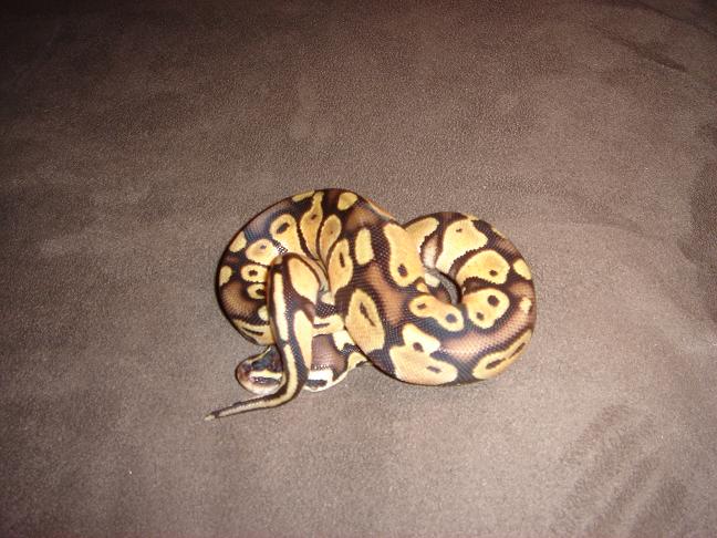 pastel male 5