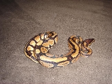 normale female
