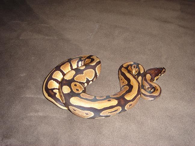 normale female