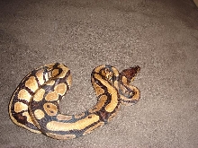 normal female 2
