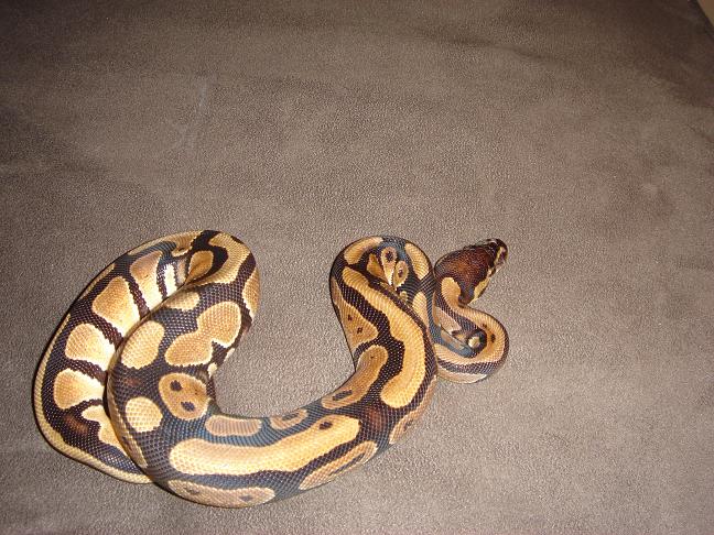 normal female 2