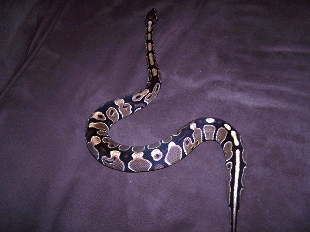 bp new 3