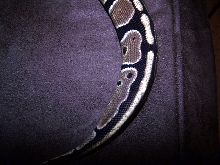 bp new 2