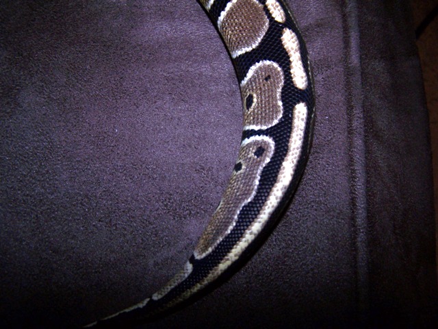 bp new 2
