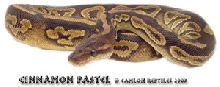 Possible Cinnamon Pastel