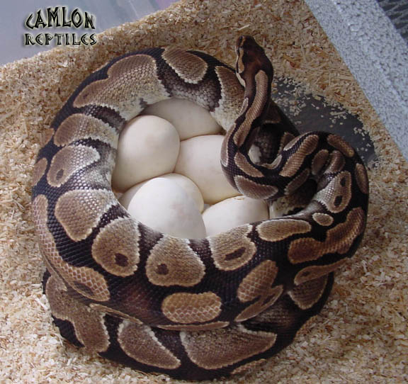 Cinnamon Pastel Eggs