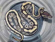 Mojave Female 2003